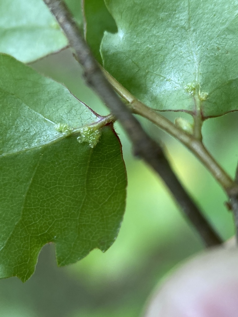 Acalitus spinus
