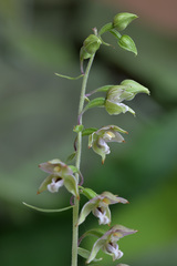 Epipactis helleborine