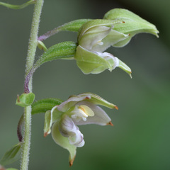 Epipactis helleborine