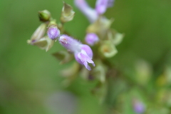 Salvia carnea