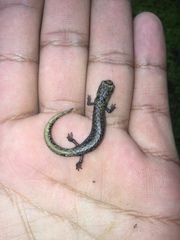 Pseudoeurycea leprosa