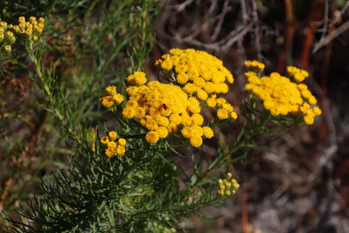 Image of Athanasia crithmifolia by (c) Tony Rebelo, some rights reserved (CC BY-SA)