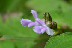 Salvia carnea