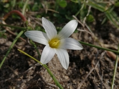 Romulea gigantea