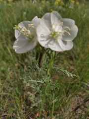 Oenothera albicaulis