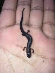 Pseudoeurycea leprosa