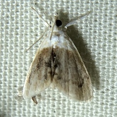 Lipocosmodes fuliginosalis