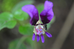 Cuphea calaminthifolia