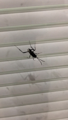 Evania appendigaster