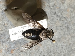 Tabanus trimaculatus