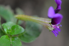 Cuphea calaminthifolia