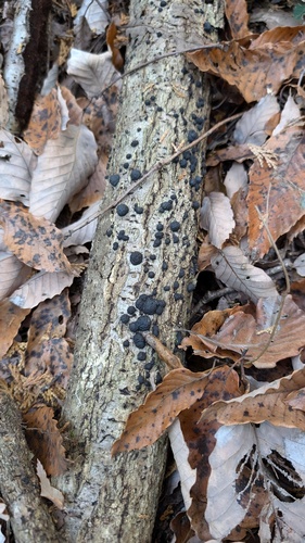 Annulohypoxylon truncatum