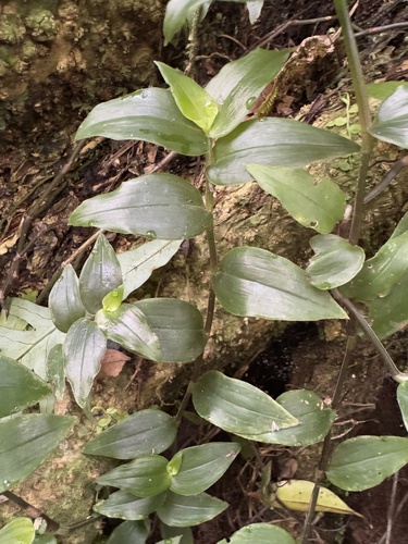 Tradescantia fluminensis