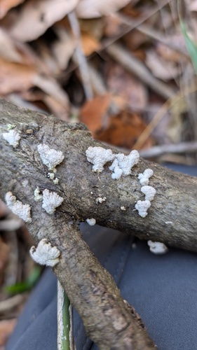 Schizophyllum commune