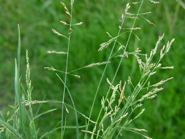 Puccinellia