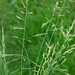 European Alkali Grass - Photo (c) Biopix, some rights reserved (CC BY-NC)
