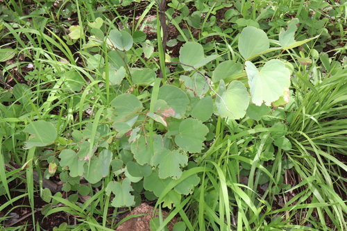 Image of Piliostigma malabaricum by (c) Thomas Mesaglio, some rights reserved (CC BY)