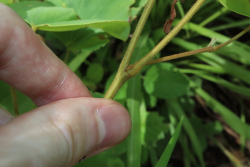 Image of Piliostigma malabaricum by (c) Thomas Mesaglio, some rights reserved (CC BY)