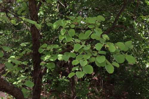 Image of Piliostigma malabaricum by (c) Thomas Mesaglio, some rights reserved (CC BY)