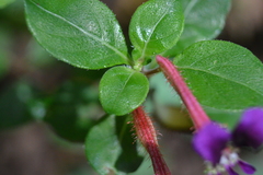 Cuphea calaminthifolia