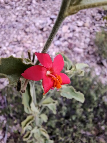 Hibiscus aponeurus