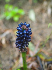 Amorphophallus henryi