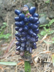 Amorphophallus henryi