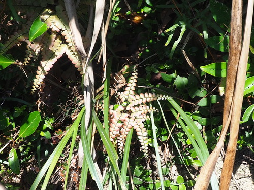 Image of Adiantum flabellulatum by no rights reserved