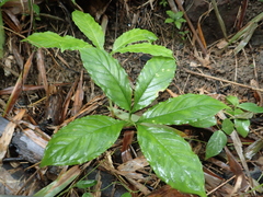 Amorphophallus henryi