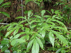 Amorphophallus henryi