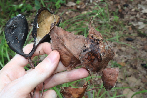 Image of Brachychiton diversifolius by (c) Thomas Mesaglio, some rights reserved (CC BY)