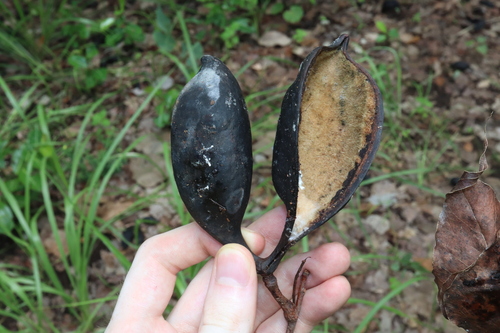 northern kurrajong (Brachychiton diversifolius)