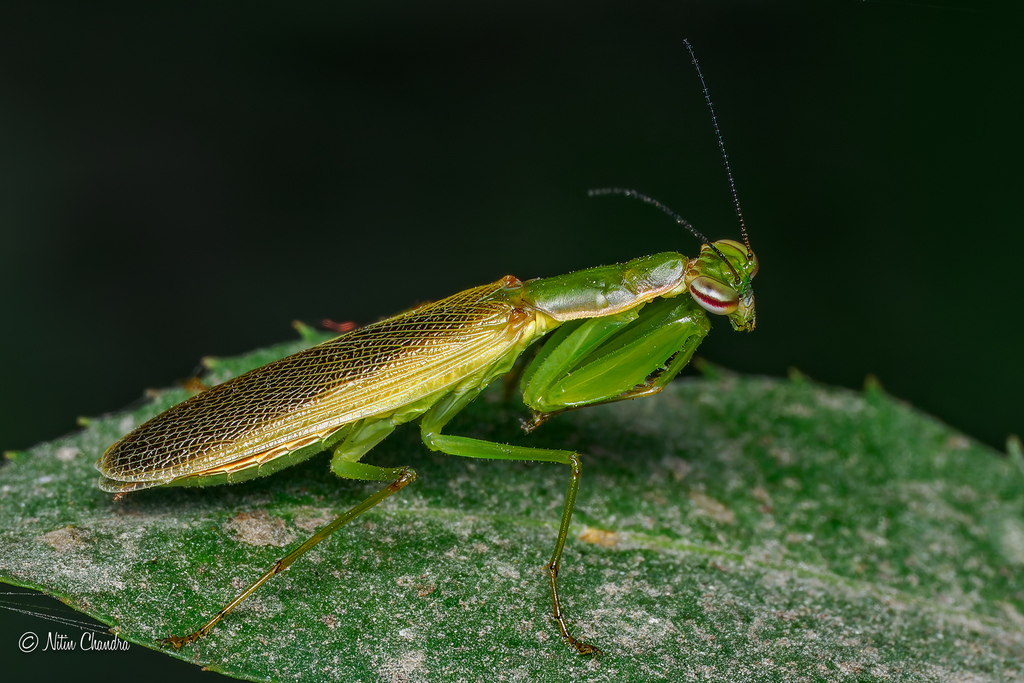 Odontomantis ornata