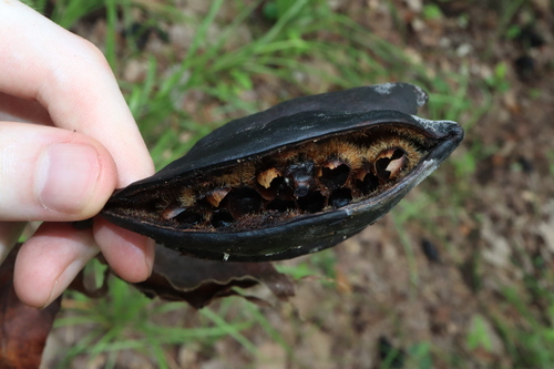 Image of Brachychiton diversifolius by (c) Thomas Mesaglio, some rights reserved (CC BY)