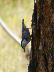 Sitta carolinensis nelsoni