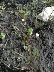 Cotula filifolia
