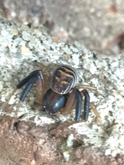 Xysticus texanus