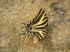 Papilio pilumnus