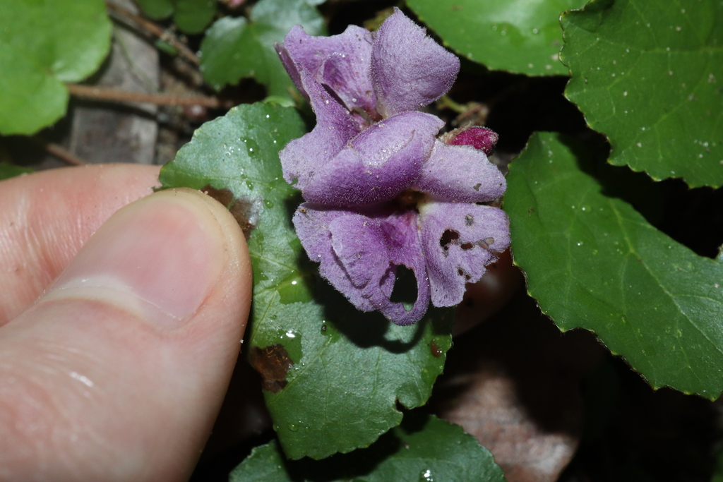 Helicteres flagellaris