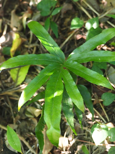 Image of Leptochilus ellipticus by no rights reserved