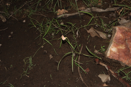 Image of Vigna vexillata by (c) Thomas Mesaglio, some rights reserved (CC BY)