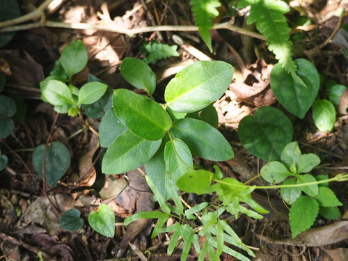Vincetoxicum hirsutum, photograph 5
