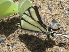 Protographium
