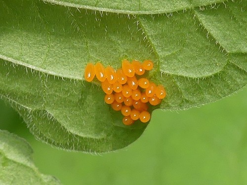 Colorado Potato Beetle