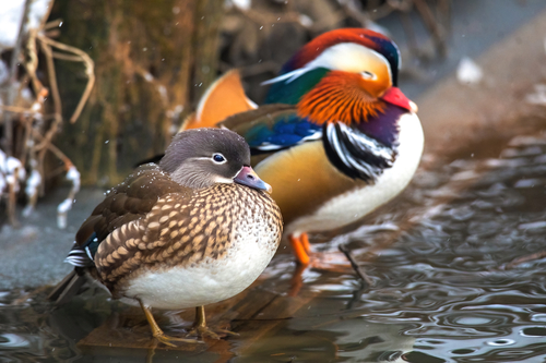 Pato mandarín (Aix galericulata)