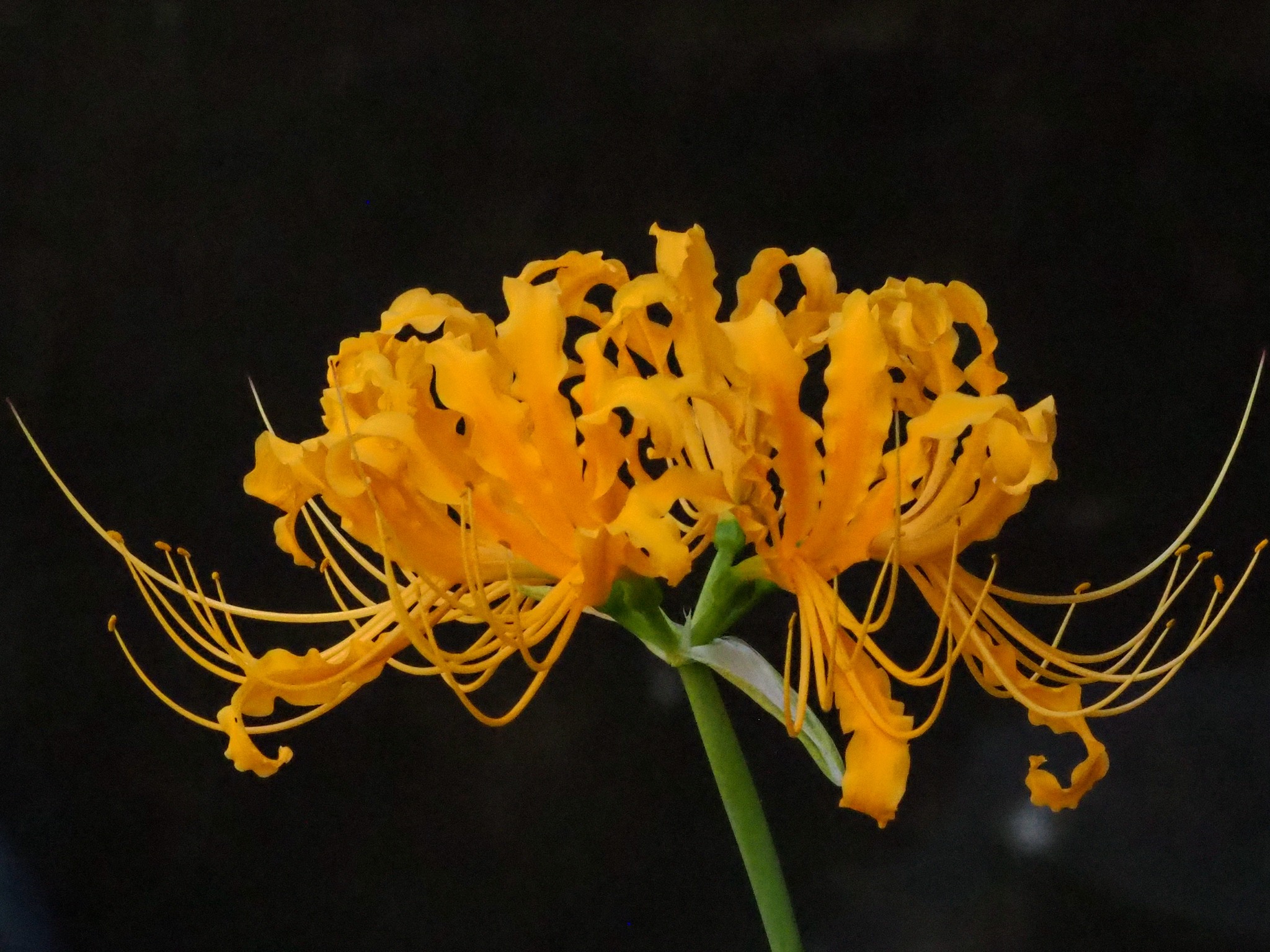Lycoris Aurea (Lycoris aurea)