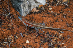 Peters' Keeled Cordylid photo 4