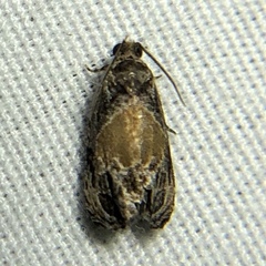 Olethreutes osmundana