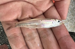Andhra Anchovy photo 1