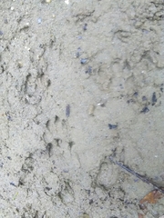 Lontra longicaudis
